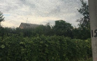 саранча